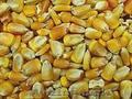 Куплю: кукурузу, сою в больших количествах