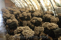 Оптовая продажа грибов: вёшанка, шампиньоны белые, королевские шампиньоны