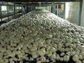 Оптовая продажа грибов: вёшанка, шампиньоны белые, королевские шампиньоны